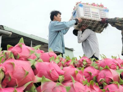 Thanh long Bình Thuận được bảo hộ chỉ dẫn địa lý tại Nhật Bản