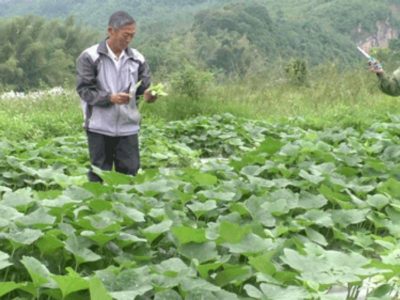 Lạng Sơn: Thay da đổi thịt từ sản xuất nông sản theo chuỗi giá trị