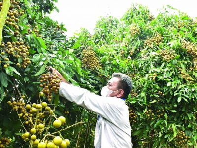 Sản xuất nguyên liệu đạt chuẩn: Tạo đà xuất khẩu nông sản bền vững