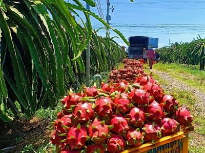 Thanh long gặp khó trong tiêu thụ hàng hóa và tìm đầu ra của thị trường