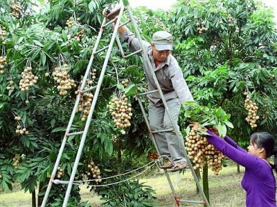 Đưa nông sản Việt Nam sang Mỹ: Cần lựa chọn sản phẩm phù hợp