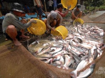 Việt Nam: Giá cá tra nguyên liệu tăng nhẹ người nuôi có lãi