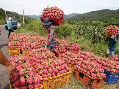 Xuất khẩu thanh long cần bước chuyển mình trong thời gian tới