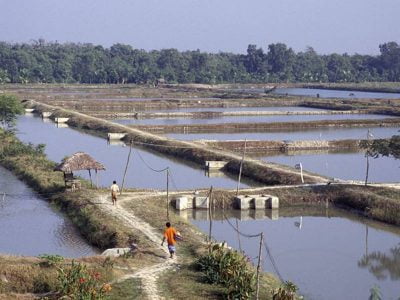 Xuất khẩu tôm sú của Bangladesh tăng mạnh trở lại