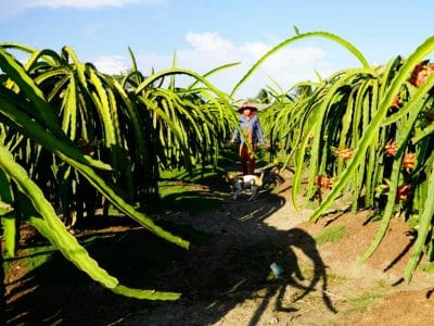 Cửa khẩu Lạng Sơn thông báo dừng tiếp nhận, nông sản giảm giá mạnh