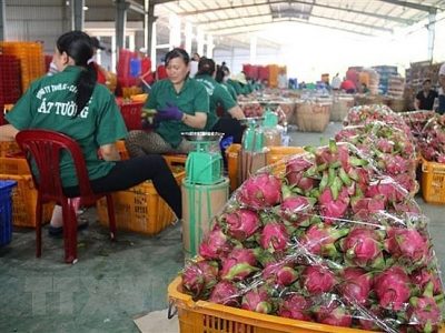 Giá thanh long ở Tiền Giang đang có xu hướng tăng trở lại