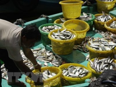 Kiên Giang: Phát triển nghề nuôi hải sản an toàn và hiệu quả