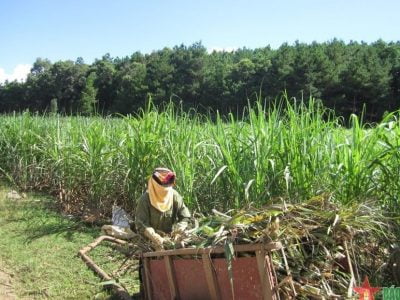 Ngành mía đường từng bước vượt khó trong thời đại dịch