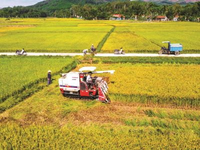 Nông nghiệp lấy giá trị làm mục tiêu thay vì chạy đua sản lượng