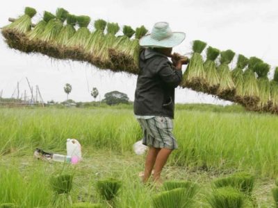 Thái Lan tính xuất khẩu 7 triệu tấn gạo nhờ giống lúa mới trong năm nay