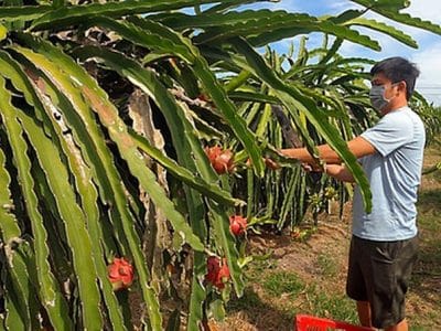 Thanh long được mùa nhưng không được giá, nông dân lỗ nặng