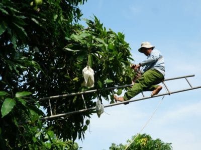 ‘Hộ chiếu’ cho trái cây xuất khẩu sang thị trường quốc tế