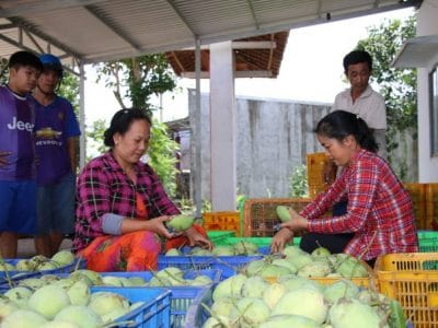 Mở rộng thị trường xuất khẩu cho xoài Việt ra thế giới