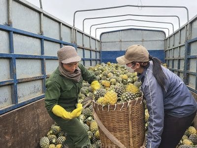 Nghệ An: Dứa giảm giá một nửa, nông dân quay quắt tìm đầu ra