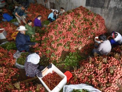 Phá rào cản đưa vải thiều Bắc Giang chinh phục thị trường Mỹ