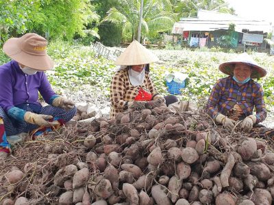 Đưa khoai lang xuất khẩu chính ngạch sang Trung Quốc