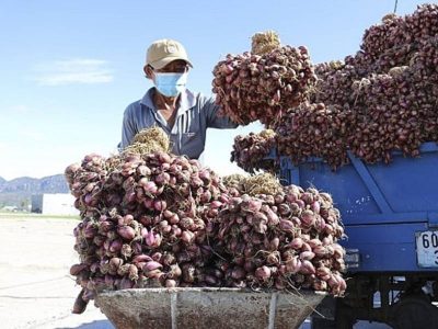 Nông dân Ninh Thuận tràn đầy phấn khởi khi hành tím được giá cao