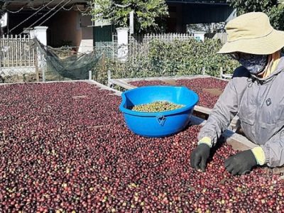 Tư vấn xuất khẩu nông sản, thực phẩm sang thị trường Nhật Bản