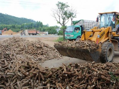 Xuất khẩu sắn sang thị trường Trung Quốc đột ngột tăng mạnh