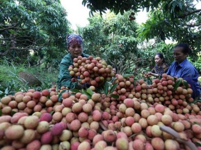 Xuất khẩu trái cây Việt gia tăng tại nhiều thị trường khó tính