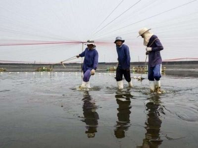 Indonesia: Giá tôm chân trắng nguyên liệu tăng ở Đông Java