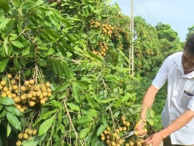 Nhãn Sông Mã của Sơn La khởi hành sang châu Âu nhập khẩu