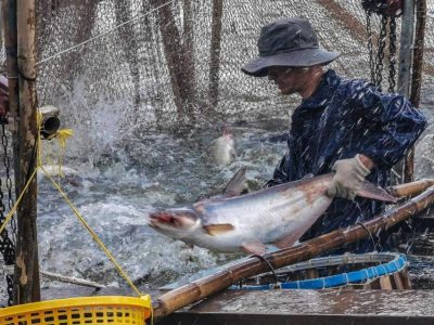 Mega A - Xuất khẩu cá tra thiếu nguyên liêu cuối năm