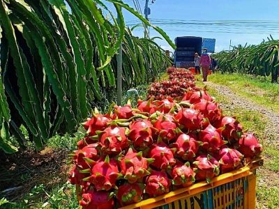 Mega A - Xuất khẩu thanh long, rau gia vị sang thị trường EU gặp khó