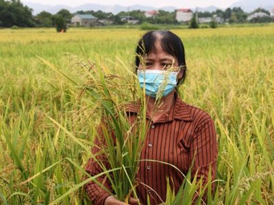 Cục Bảo vệ thực vật thống nhất biện pháp kỹ thuật quản lý lúa ma