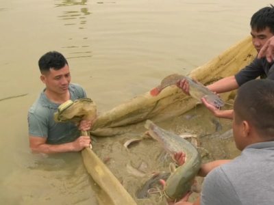 Tỉnh Lào Cai: Mở rộng mô hình nuôi cá quất đặc sản thu hàng tỷ