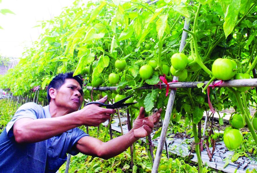 Hình 2 Nông dân tuân thủ chặt chẽ các quy định trong trồng trọt và sản xuất