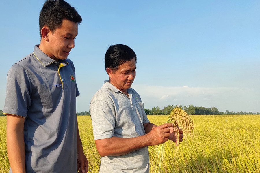  Kiểm tra nghiêm ngặt chất lượng giống lúa chuẩn bị cho đề án