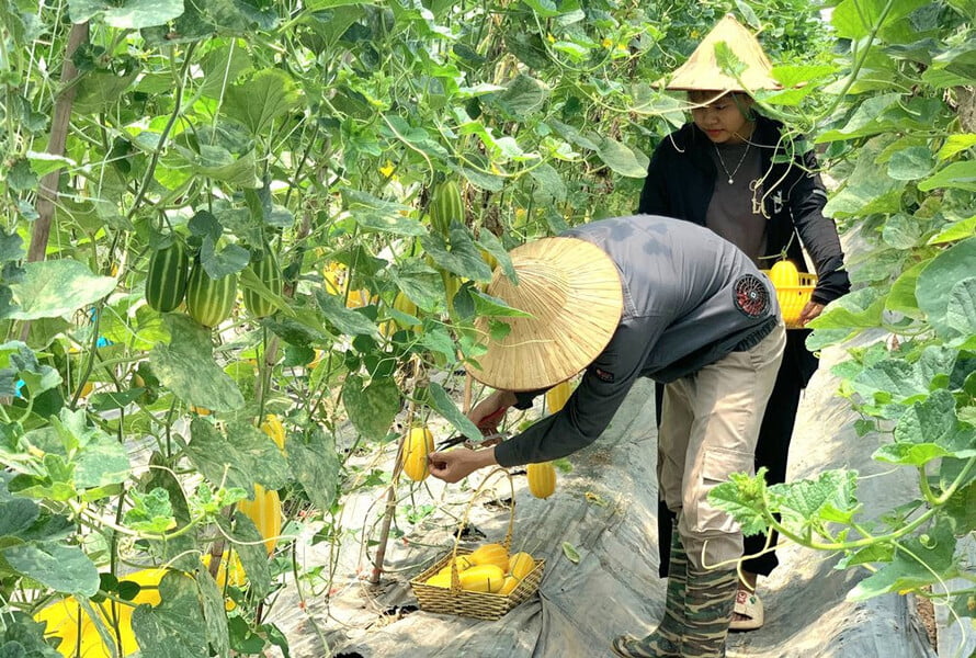 Hình 4 Các mô hình trồng trọt trong nhà kính dần phổ biến đảm bảo chống chọi các điều kiện xấu của tự nhiên, thời tiết