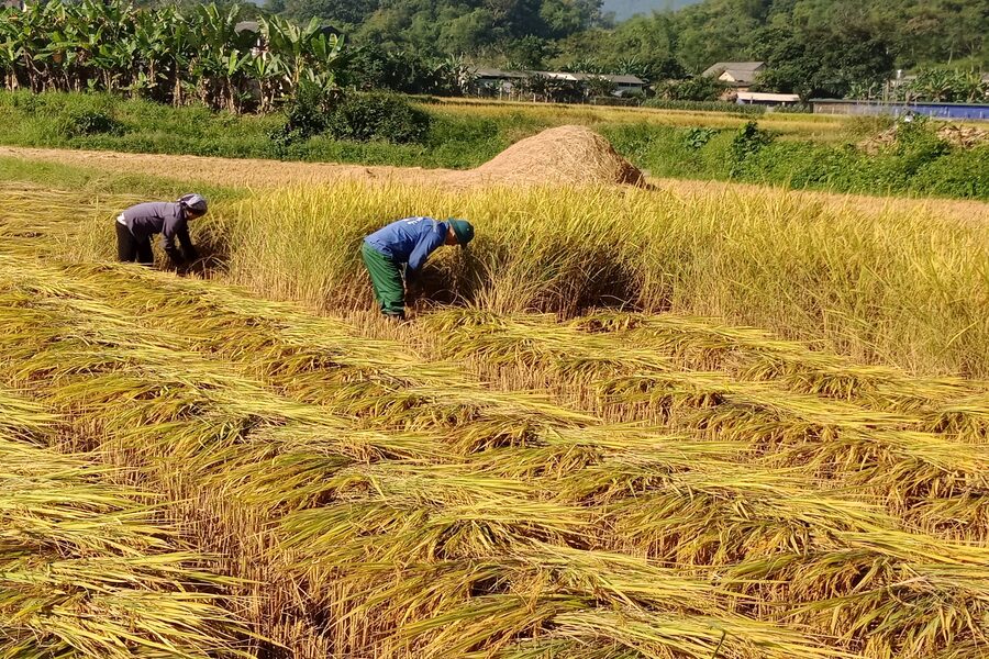 Nông dân ĐBSCL vui mừng chào đón Đề Án 1 triệu HA Lúa chất lượng cao