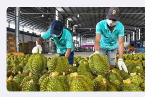 Results of Verifying the Case of 30 Lots of Durian Contaminated with Cadmium