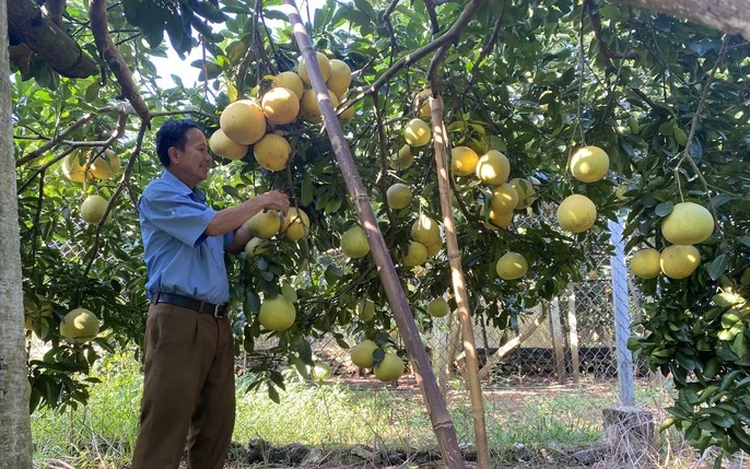 Tin vui đến với xuất khẩu bưởi tươi Việt Nam